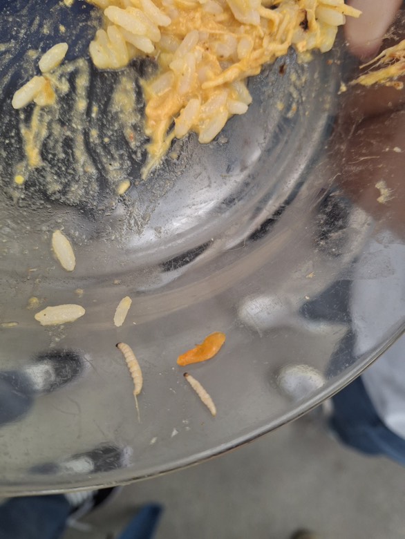 Estudantes da Escola Técnica Estadual encontram larvas na merenda- Foto: Reprodução
