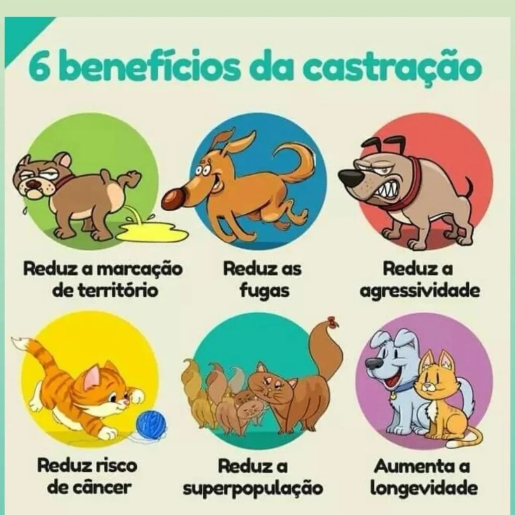 Animal de estimação- foto: Reprodução