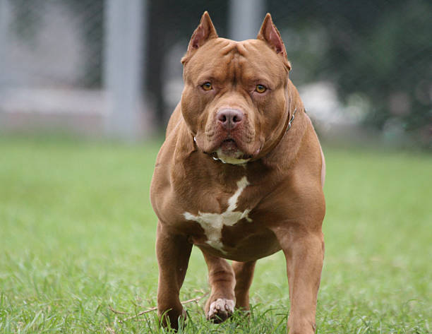Pitbulls atacam criança