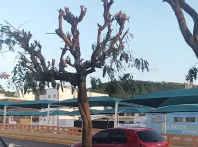 Poda de árvores em Arcoverde