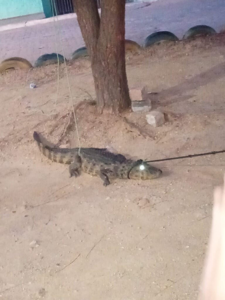 Jacaré é encontrado em Arcoverde