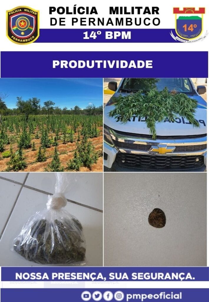 Erradicada plantação de maconha em Betânia