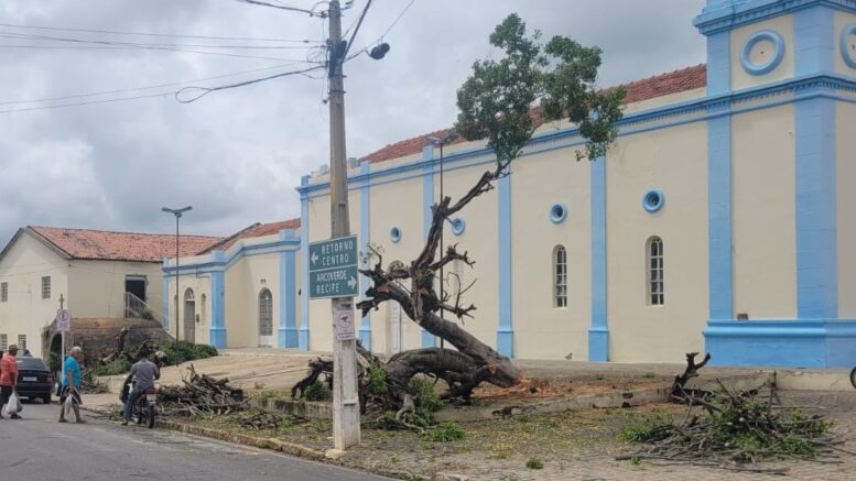 Árvores centenárias derrubadas em Sertânia