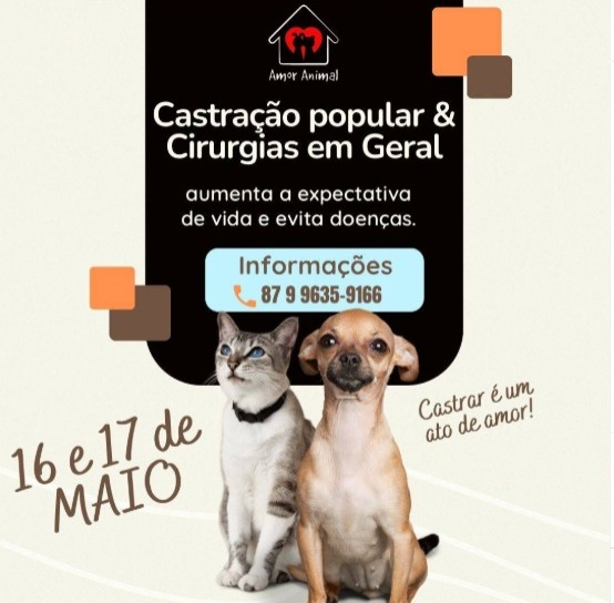 Castração popular por ONG em Arcoverde