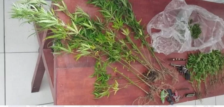Descoberta plantação de maconha em Pesqueira