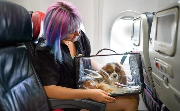 Animais em cabine de aviões 