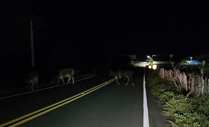 Animais soltos nas vias em Sertânia