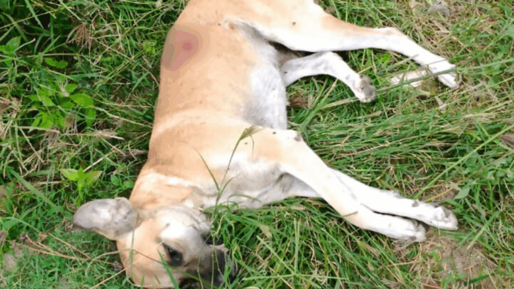 Homem preso acusado de matar cachorro 