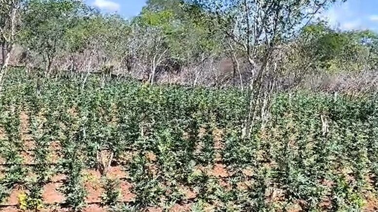 Plantio de maconha em Sertânia 