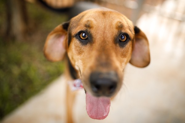 Caso de extrema crueldade em Jericó 