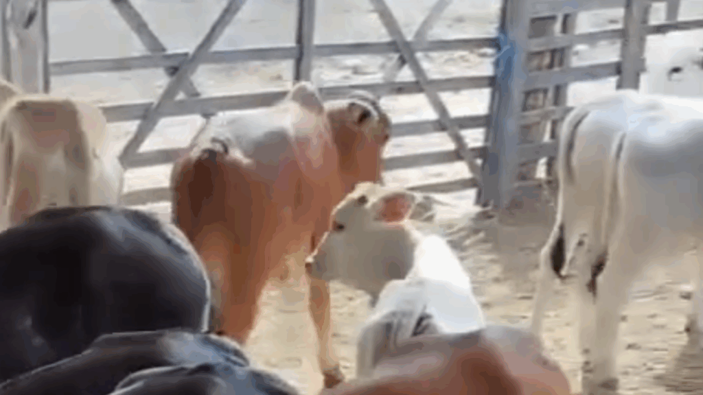 Furto de gado em Sertânia