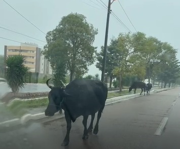 Animais circulavam em Arcoverde 