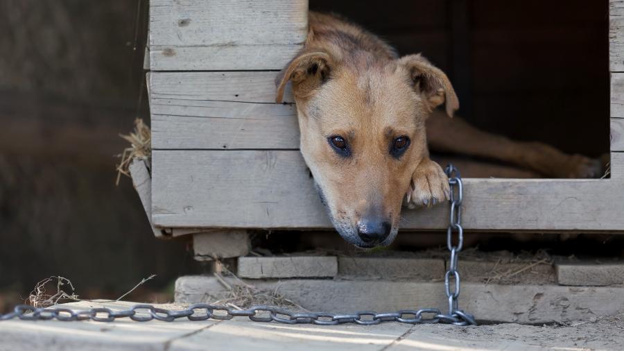 Crime específico para acorrentar cães ou gatos