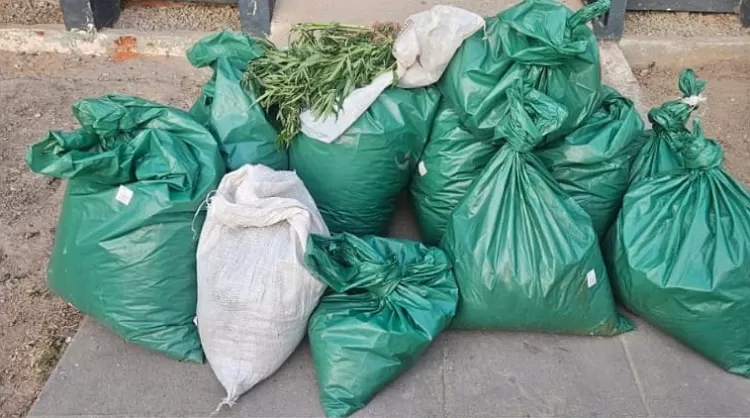 Erradicação de pés de maconha em Pesqueira