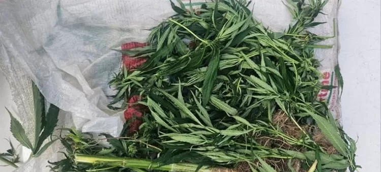 Erradicação de pés de maconha em Pesqueira