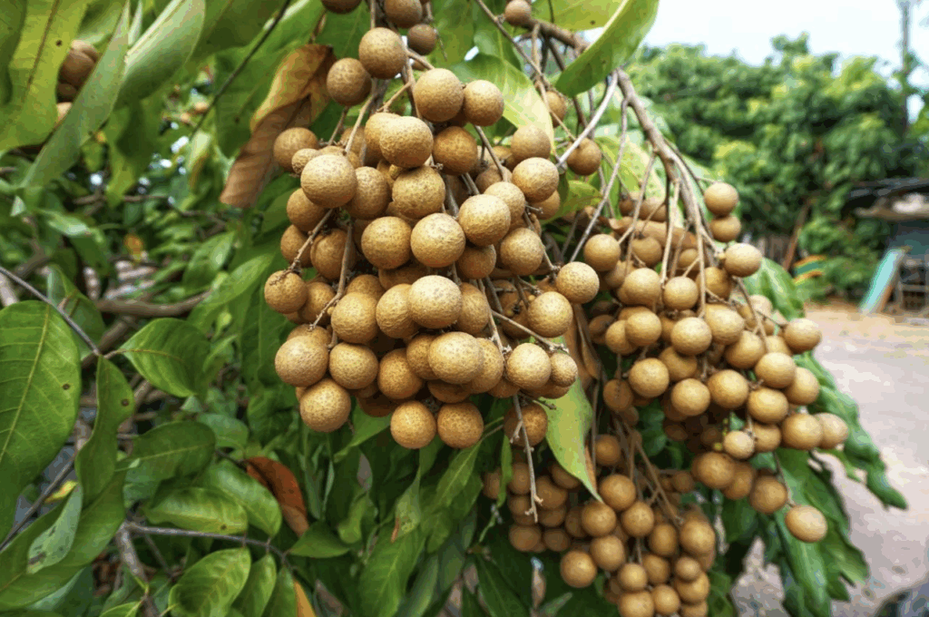 Como cultivar a fruta pitomba