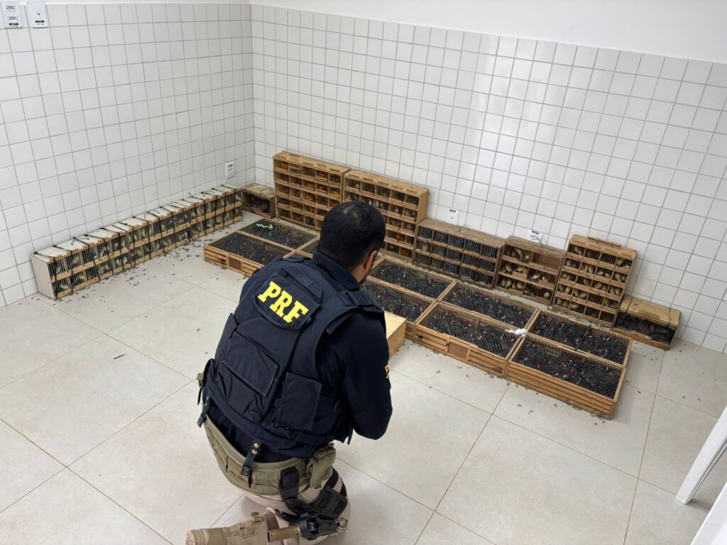 PRF resgatou animais silvestres em Garanhuns 