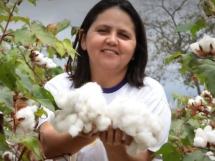 Cultivo do algodão em Sertânia 