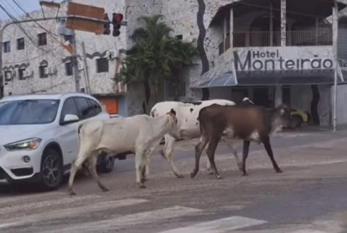Animais soltos nas vias em Arcoverde