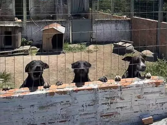 Possíveis irregularidades Canil de Sertânia 