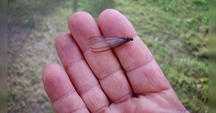 Cupins de chuva risco cães