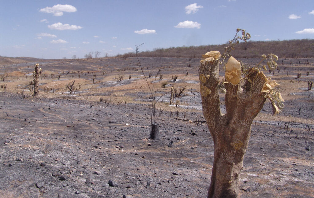 MPPE desmatamento caatinga em Arcoverde 