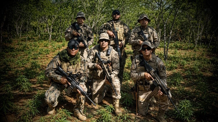 Forças de segurança erradicam quase 50 mil pés de maconha em operações integradas