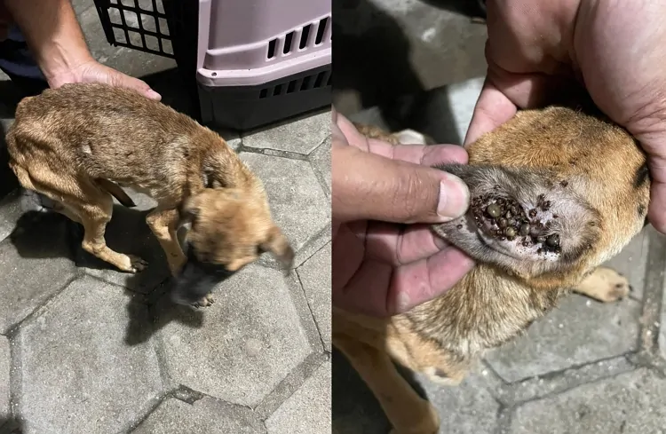 Resgate de cachorro em Iati