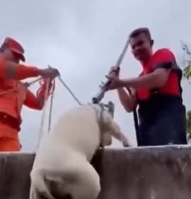 Bombeiros resgataram cães em Arcoverde