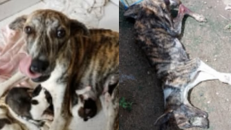 Envenenamento de animais em abrigo gera revolta e mobiliza população em Tabira