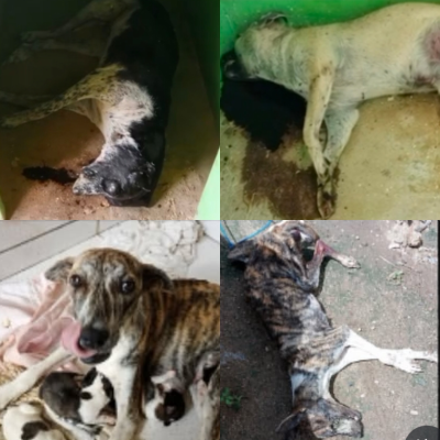 Maus-tratos a animais em Tabira