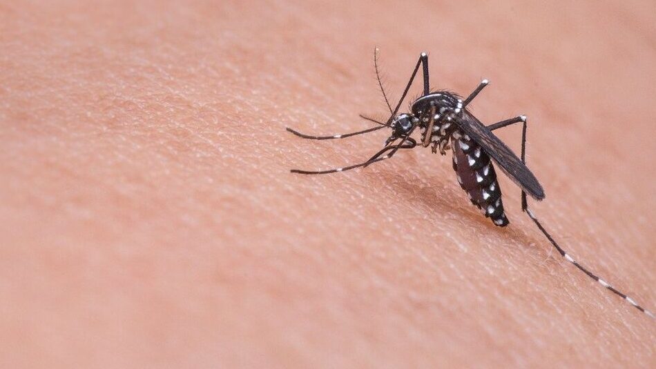 Pernambuco registra média de 17 casos diários de dengue e intensifica ações de combate às arboviroses