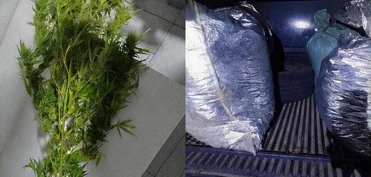Operação erradicou maconha em Inajá