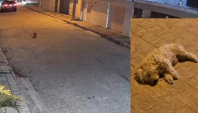 Carro atropelou um cachorro em Arcoverde
