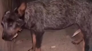 VÍDEO: Mais um animal é vitima de envenenamento em Arcoverde