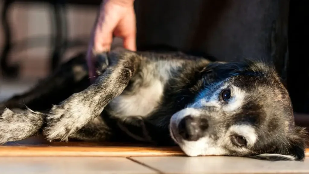 Envenenamento de animais cresce em Arcoverde e expõe falhas em políticas públicas