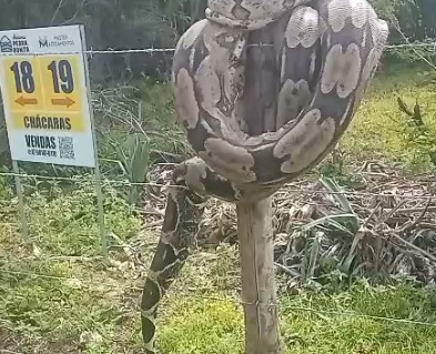 Jibóia morta sítio em Arcoverde