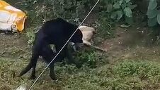 VÍDEO: Tutor é preso em flagrante por maus-tratos a animal em Arcoverde; cachorro é resgatado e está disponível para adoção