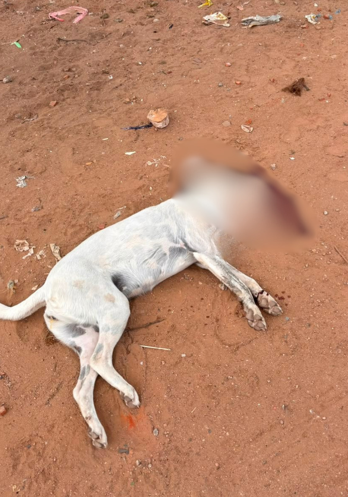 Cachorro morreu atropelado em Inajá