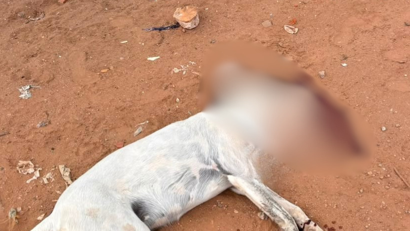 Cão morre após ser atropelado por carro em Inajá; testemunhas relatam que ação teria sido proposital