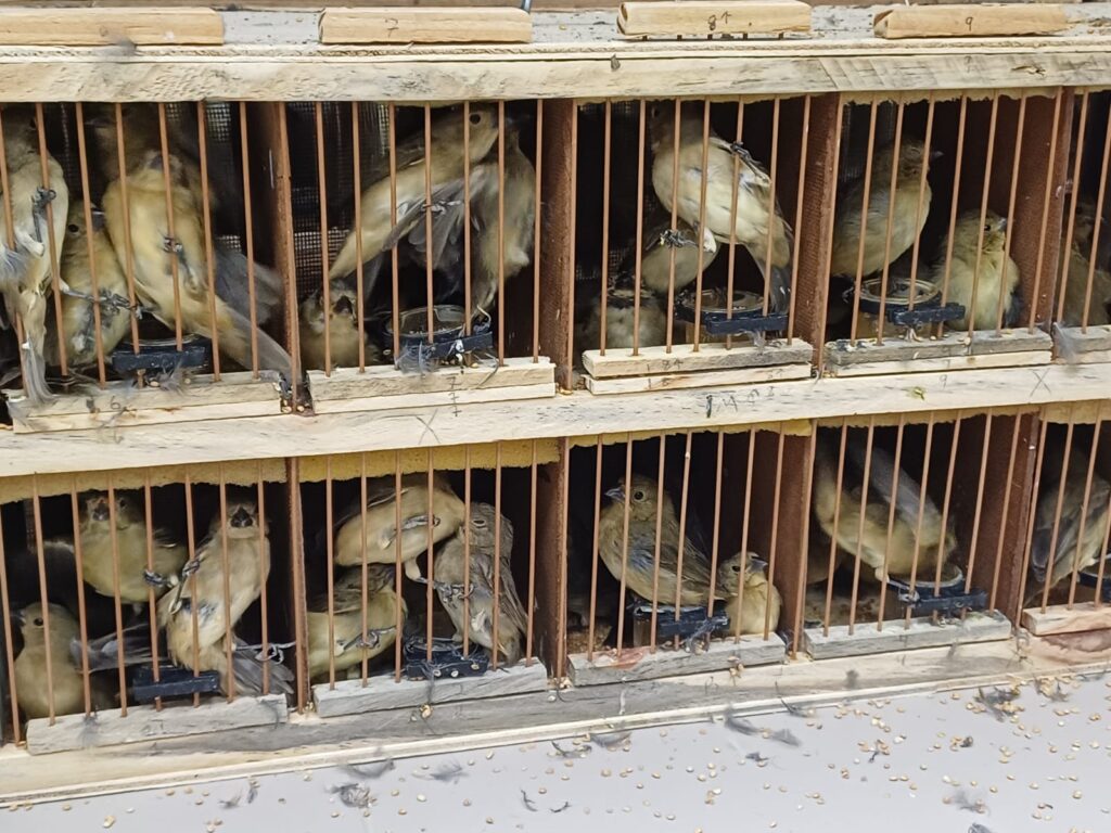 Animais resgatados pela PRF em Iati