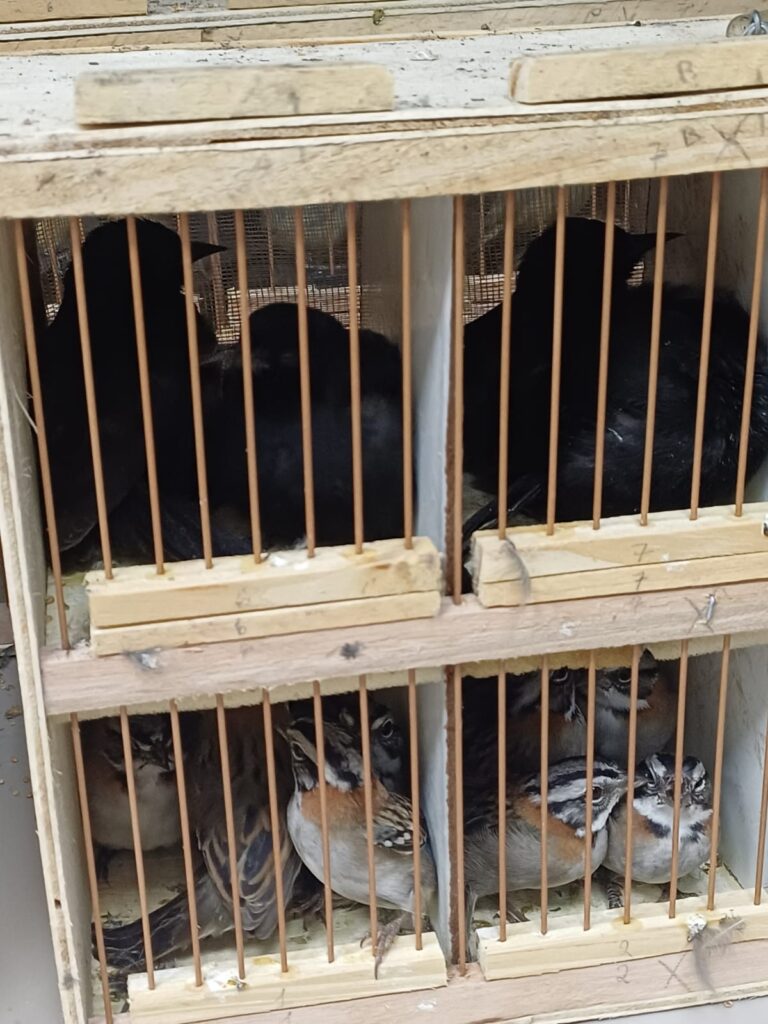 Animais resgatados pela PRF em Iati