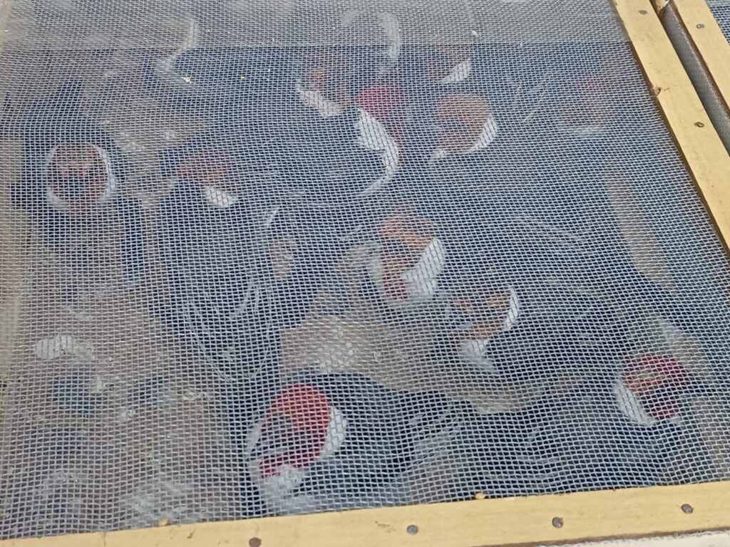Animais resgatados pela PRF em Iati