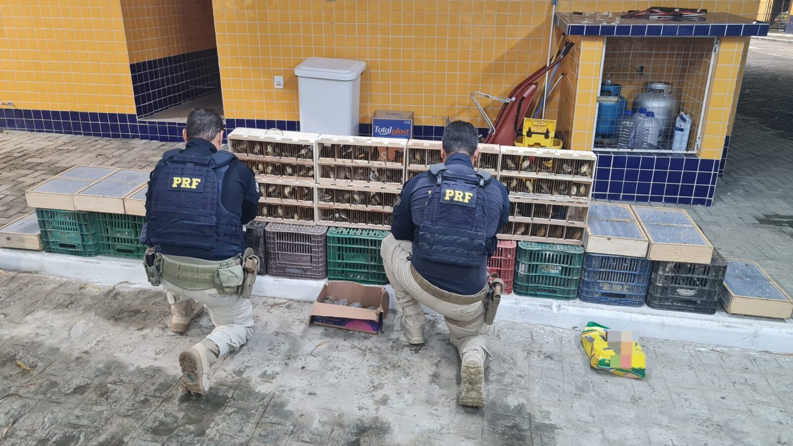 VÍDEO: PRF resgata 584 animais silvestres em caminhonete em Iati