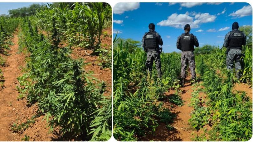 Operação erradica mais de 44 mil pés de maconha em Floresta