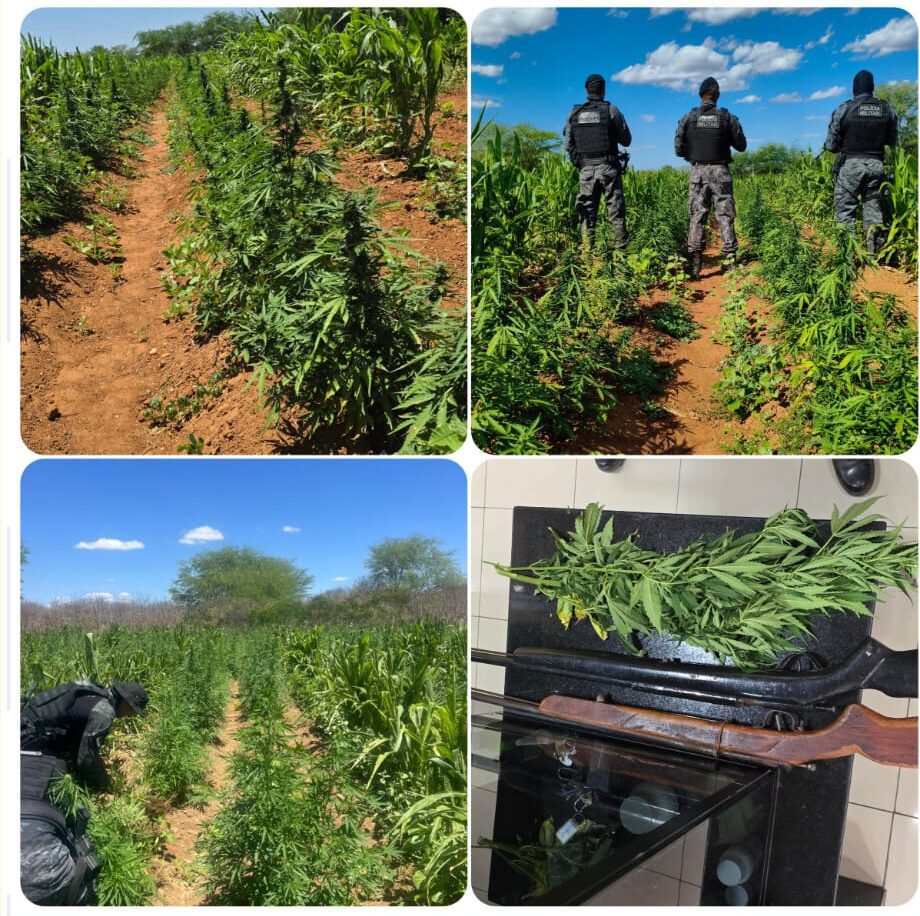Erradicados 44 mil pés de maconha em Floresta