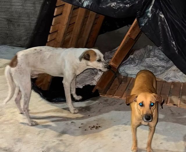 Cães são envenenados e morrem em Arcoverde
