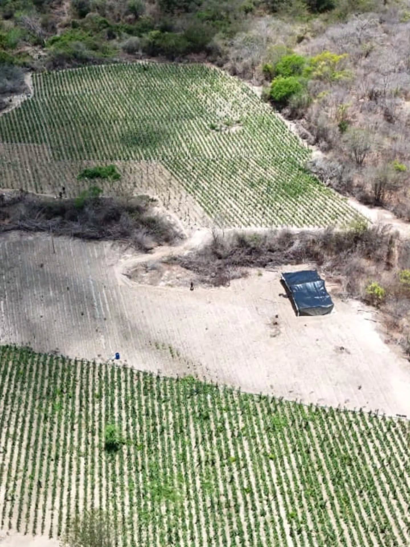Polícia erradica plantação de maconha em Alagoinha