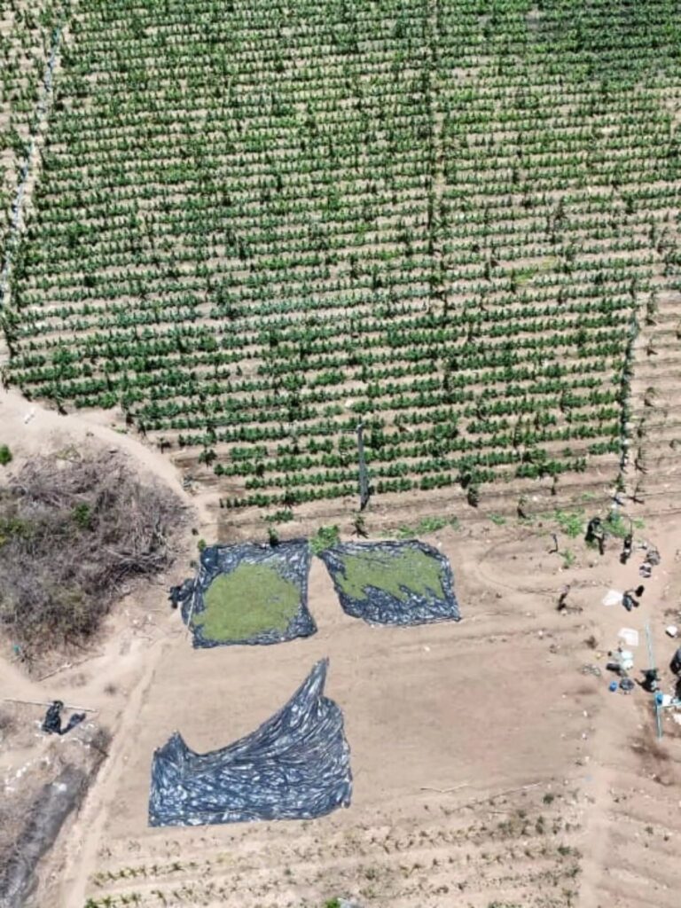 Polícia erradica plantação de maconha em Alagoinha