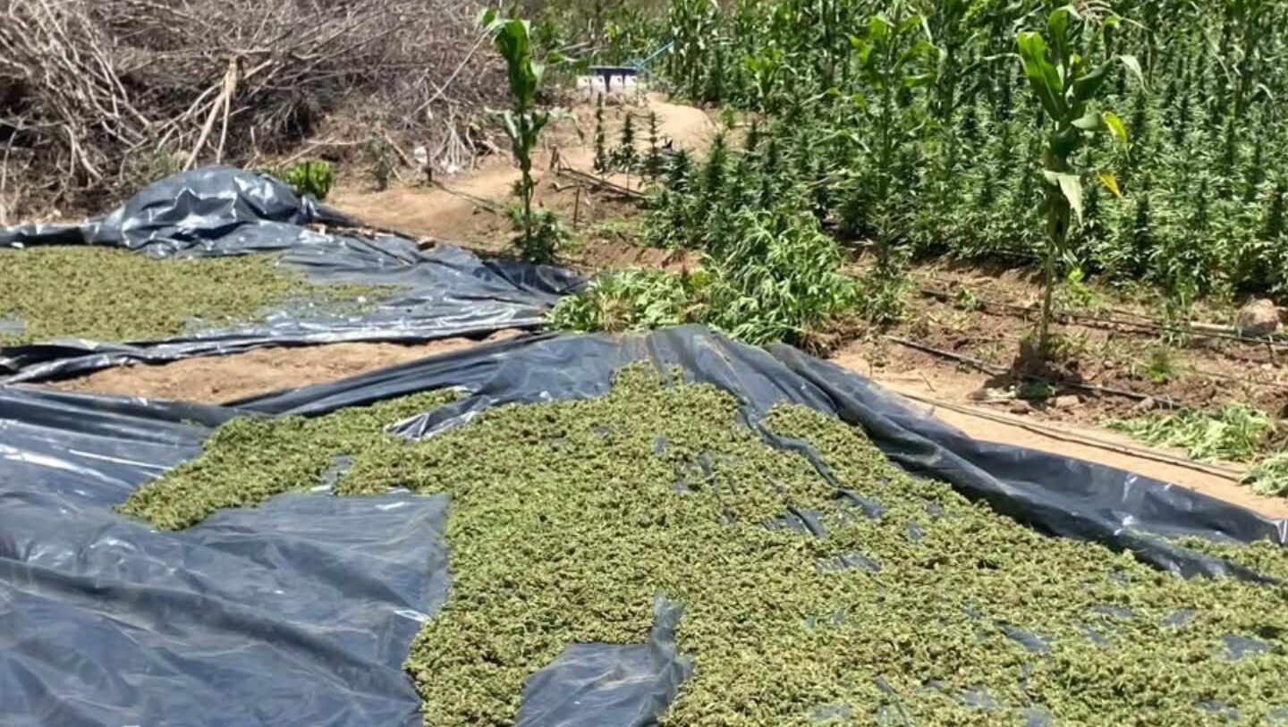 VÍDEO: Polícia erradica plantação com 120 mil pés de maconha na zona rural de Alagoinha